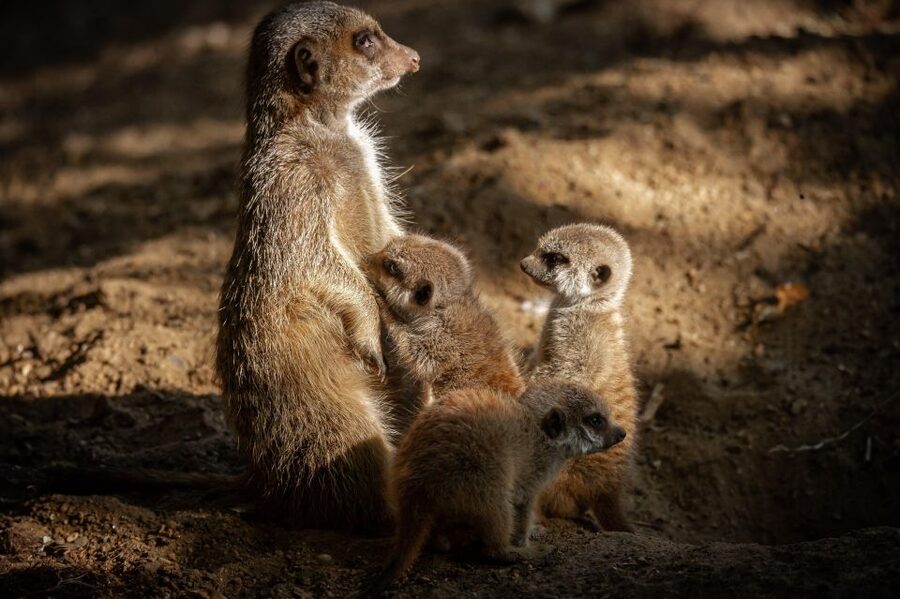 Antwerp: ZOO Entry Ticket - Quick hits you will actually use