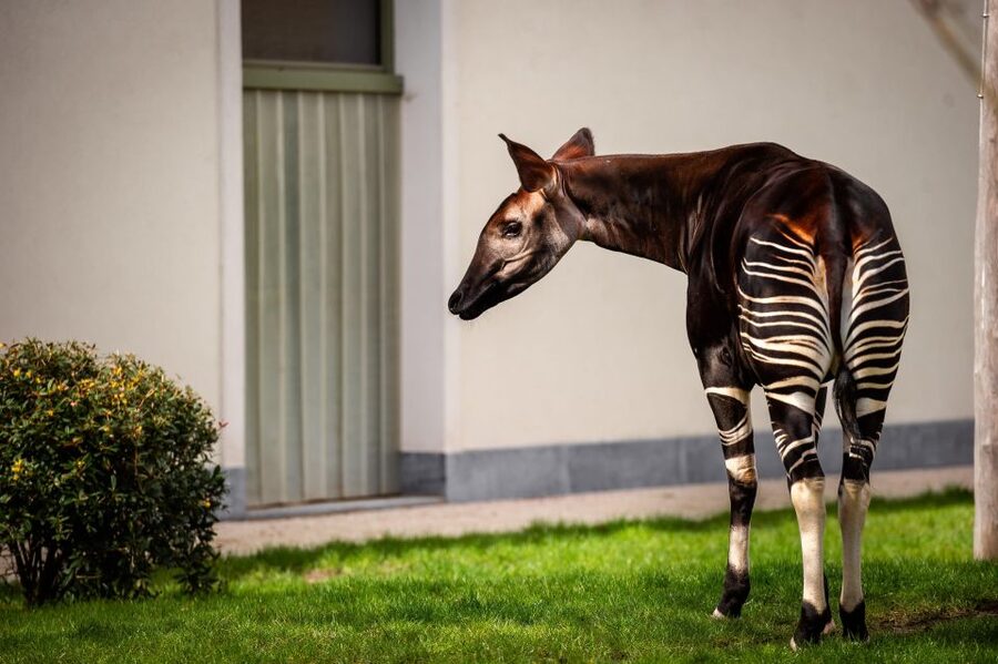 Antwerp: ZOO Entry Ticket - Antwerp ZOO, a one-day plan that feels like a mini adventure