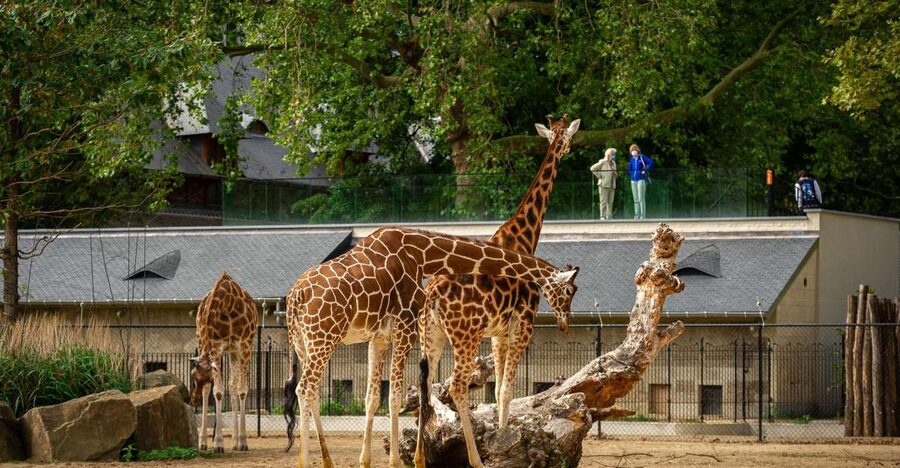 Antwerp: ZOO Entry Ticket - Entering and getting your day organized (lockers included)