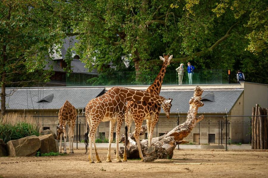 Antwerp: ZOO Entry Ticket - Learning through variety: why the zoo feels more than a list of species