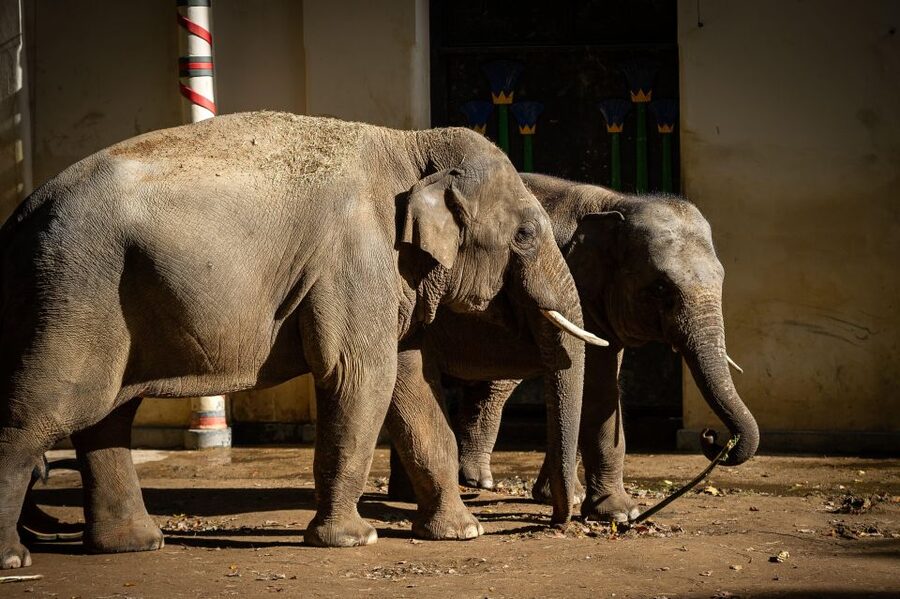 Antwerp: ZOO Entry Ticket - Price and value: what about $39 per person really buys you