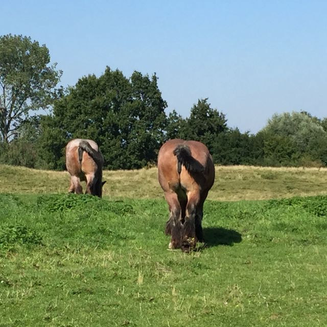Bruges: Flatlands Guided Bike Tour - Leaving Bruges for Flanders flatlands, without the stress