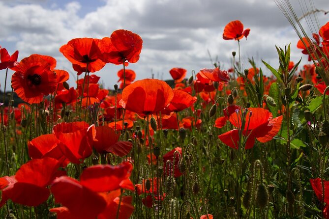 Flanders Fields Remembrance Tour from Brussels - Essex Farm Field Hospital and John McCrae’s In Flanders Fields