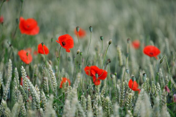 In Flanders Fields and Passchendaele Grand Tour - German Command Post, Hill 60, and the underground war story