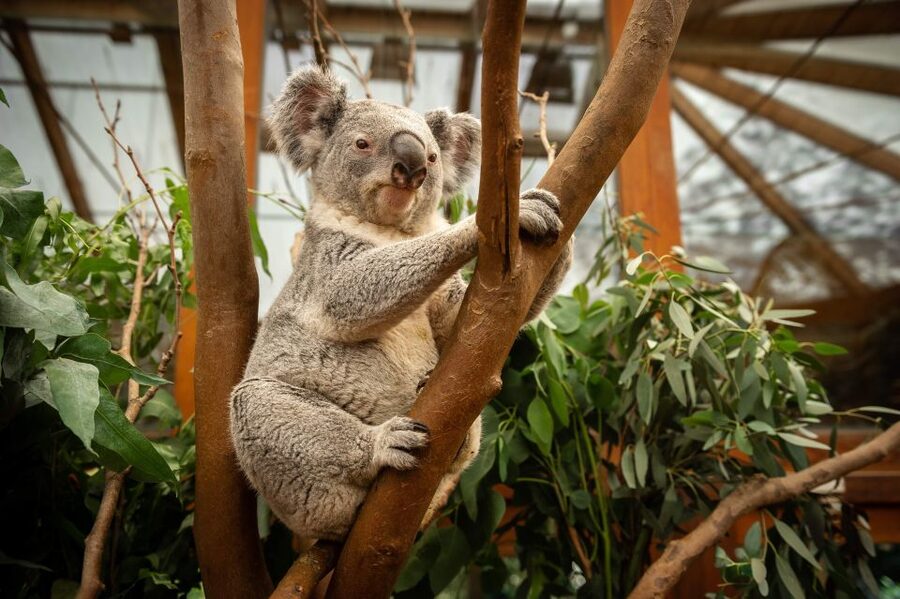 Mechelen: Planckendael ZOO Entry Ticket - Key Points You Should Know Before You Go
