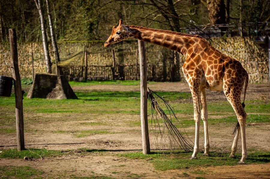 Mechelen: Planckendael ZOO Entry Ticket - From African Savannah to Penguin Feeding: How the Zoo’s Layout Works