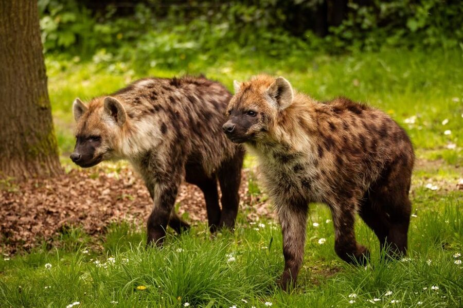 Mechelen: Planckendael ZOO Entry Ticket - Using the Daily Feeding Program Without Losing Your Day