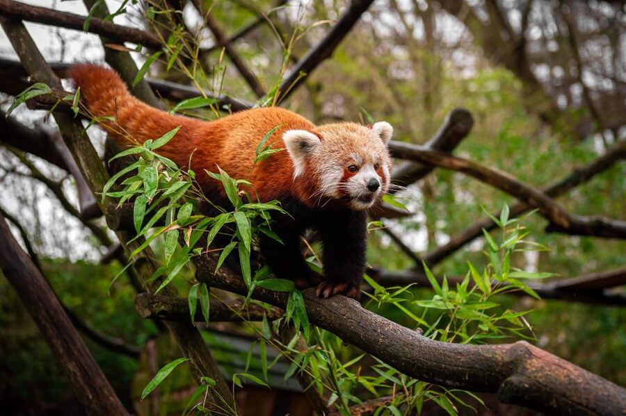 Mechelen: Planckendael ZOO Entry Ticket - Parking, Entry Timing, and Staying Comfortable