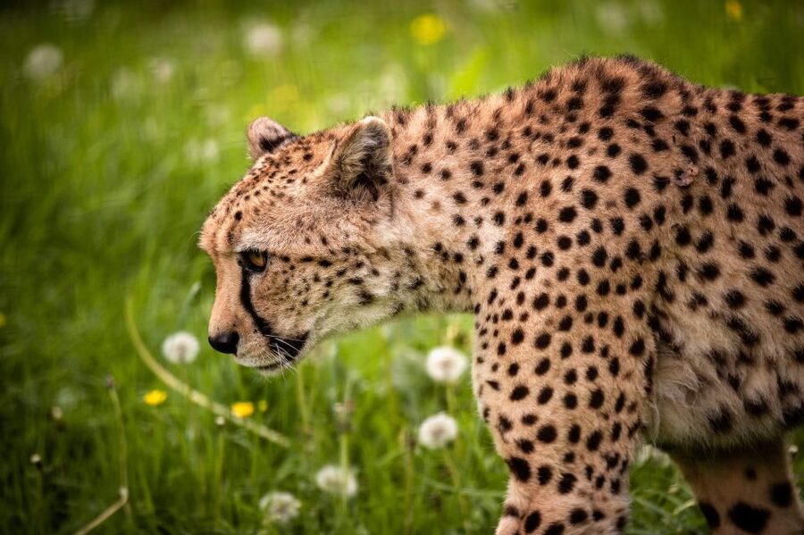Mechelen: Planckendael ZOO Entry Ticket - Walking the Grounds: Castle Atmosphere and an Easy Pace