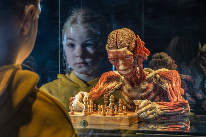 Ticket Expo Body Worlds in Bruges, Belgium - Body Worlds Vital Bruges: anatomy you can actually connect to