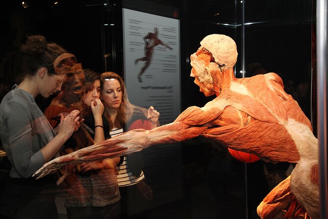 Ticket Expo Body Worlds in Bruges, Belgium - Who should go, and who should consider skipping