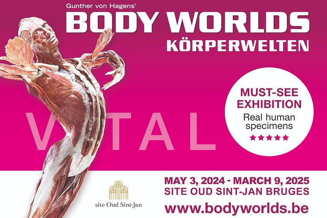 Ticket Expo Body Worlds in Bruges, Belgium - What you will see: organs, blood vessels, and development stages